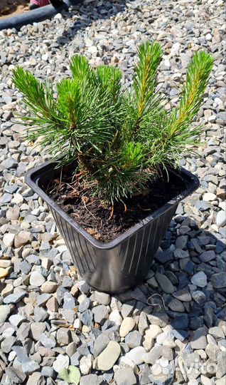 Сосна горная Пумилио