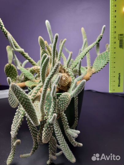 Опунция мелковолосистая. Кактус