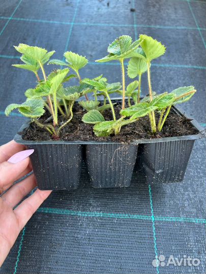 Рассада клубники Мурано (ремонтантная)