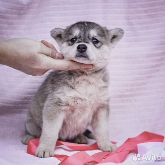 Щенок Енотик