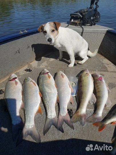 Рыбалка с гидом Нижняя Волга