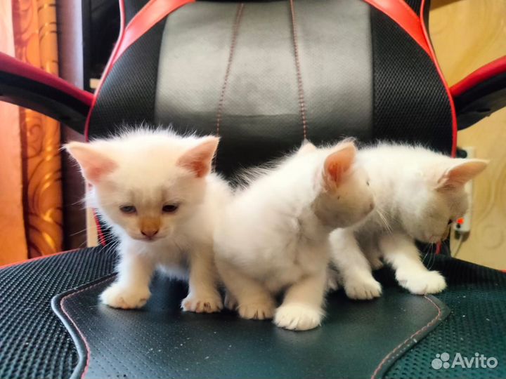 Отдам котят в хорошие руки