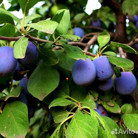 Саженцы сливы Волжская красавица (синий)