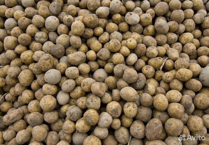 Картофель на корм животным