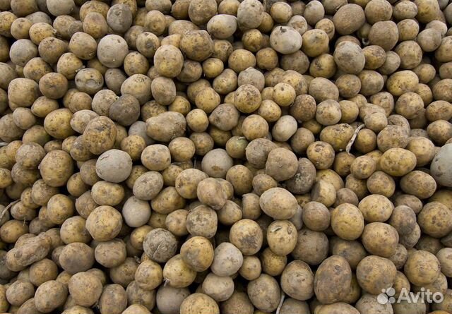 Картофель на корм животным