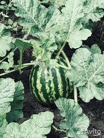 Семена Арбуза и дыни