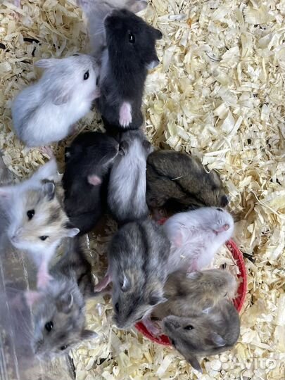 Хомяки сирийские джунгарские