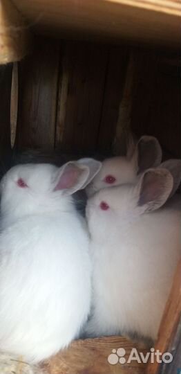 Кролики
