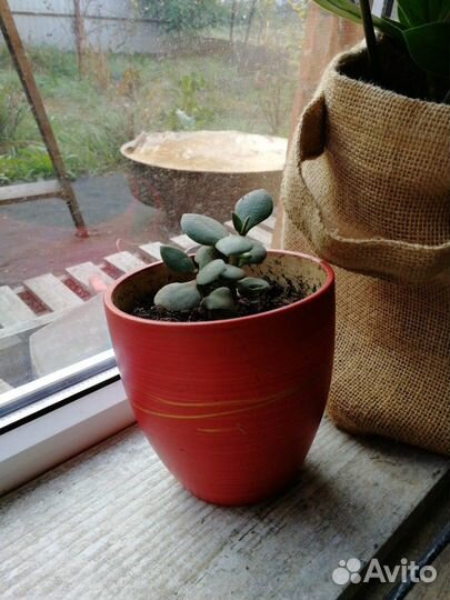 Фикус, алое, каланхое, тещин язык