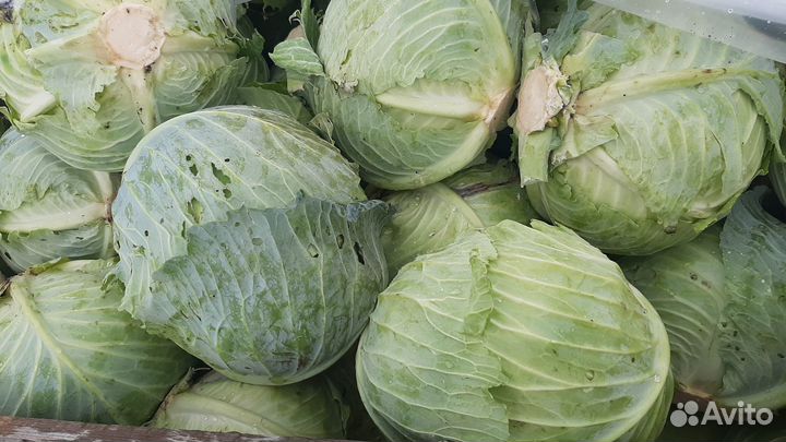 Капуста крупная на засолку 12тонн