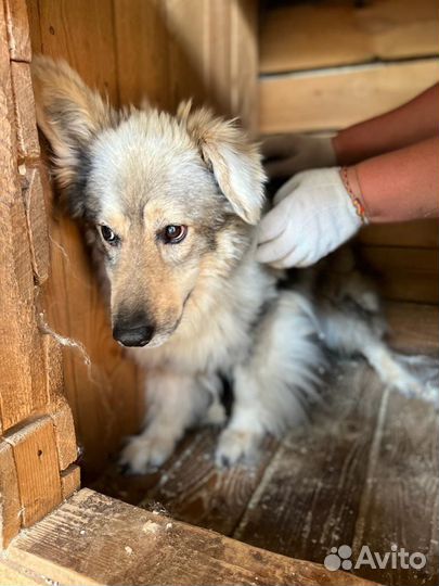 Собака трусишка ищет защиты