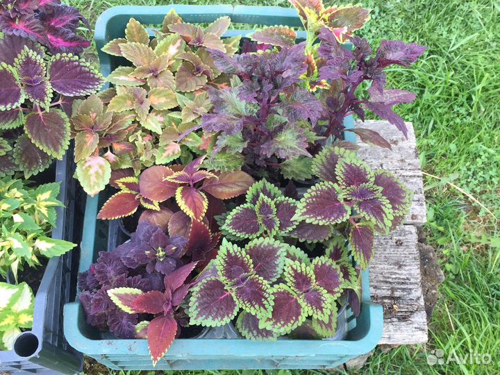 Колеусы вегетативные