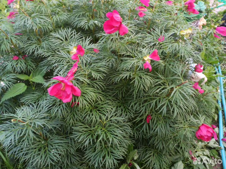 Пионы разные и даже с цветком