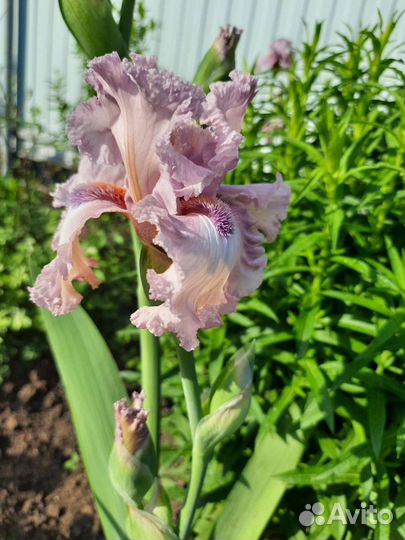 Ирисы бородатые