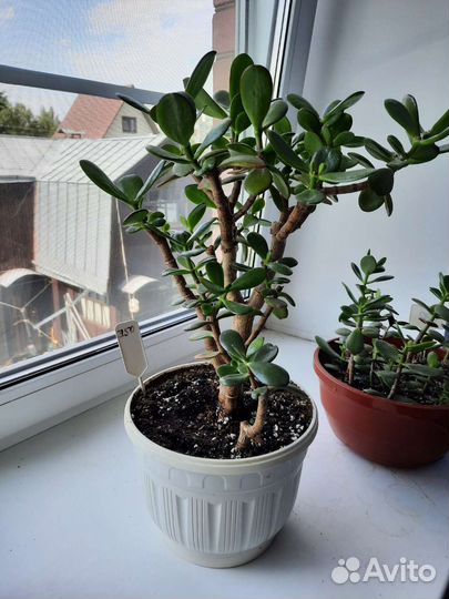 Крассула толстянка денежное