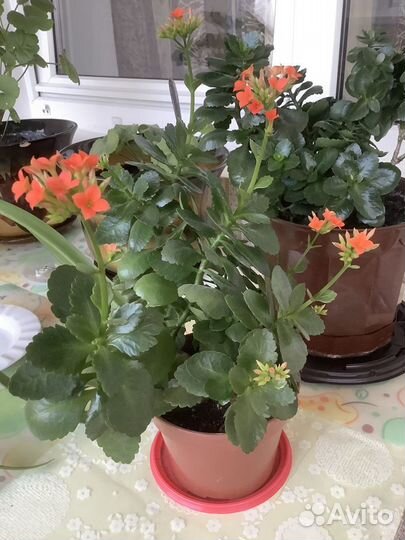 Алое, коланхое