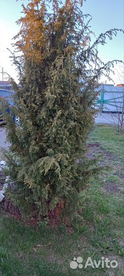 Можжевельник обыкновенный