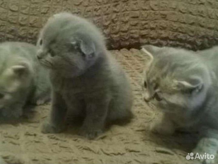 Шотландские котята