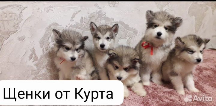 Аляскинский маламут вязка