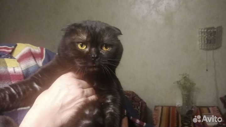 Шотландский кот вязка