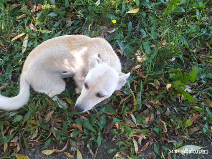 Миниатюрная собачка ищет дом