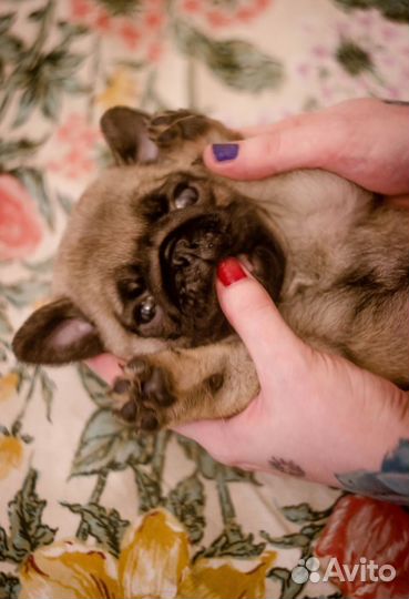 Ангелочек очень светлый мальчик мопс