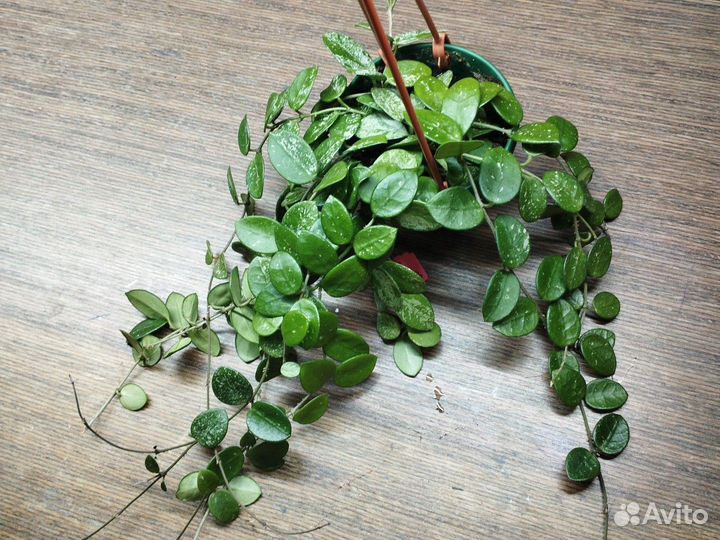 Хойи Матильда, текилла Санрайз, досси