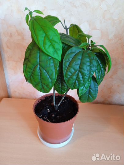 Клеродендрум госпожи томпсон