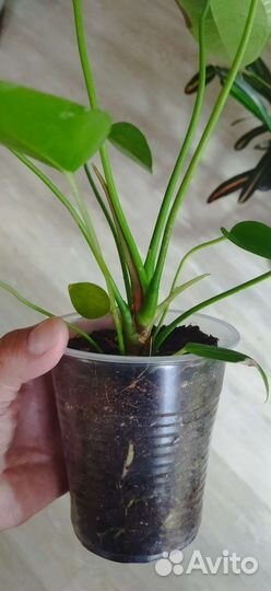 Антуриум пандола