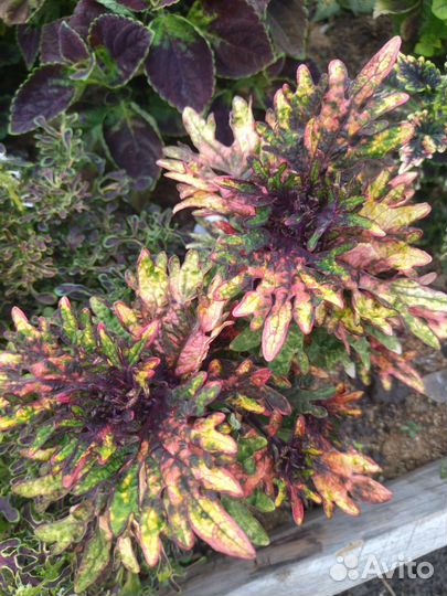 Колеусы вегетативные срез