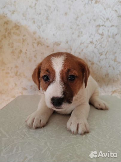 Щенки джек Рассел терьер гладкошерстный