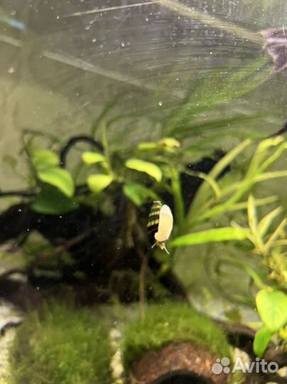 Улитка хелена