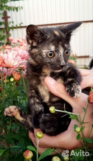 Котёнок