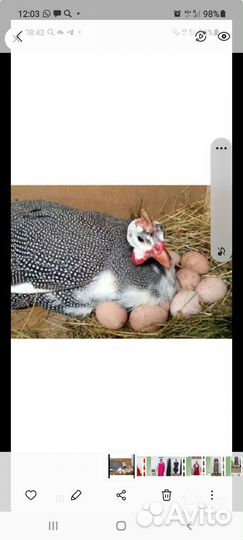 Инкубационное яйцо цесарки