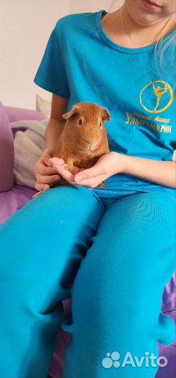 Морская свинка английский селф