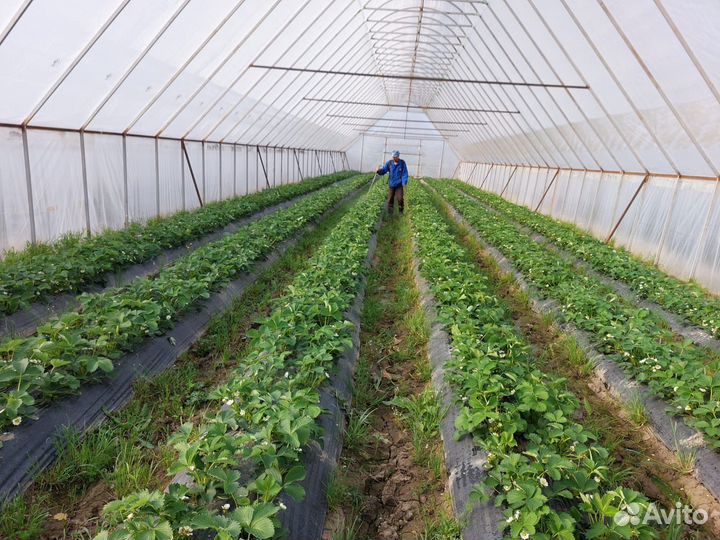 Земельный участок с теплицами