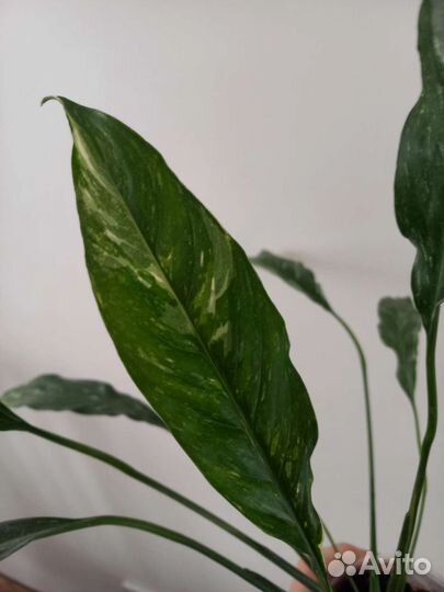 Спатифиллум вариегатный gemini