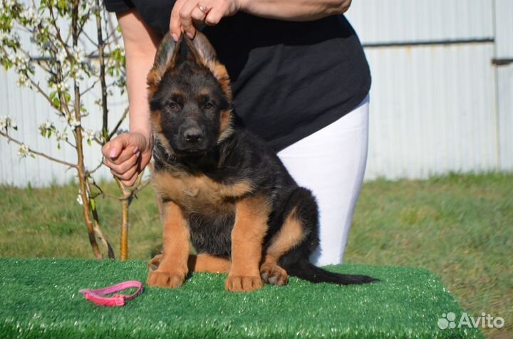 Щенки немецкой овчарки с документами