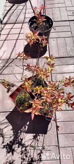 Плодовые деревья и саженцы