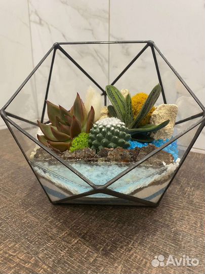 Флорариум, суккуленты