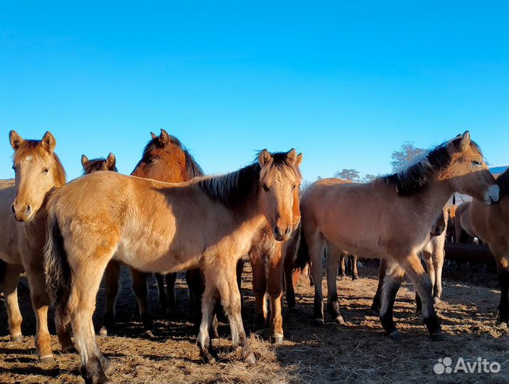 Лошади жеребята