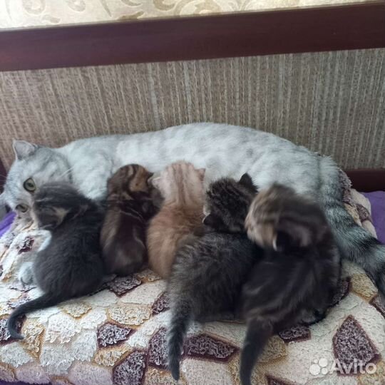 Шотландские вислоухие котята