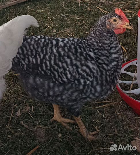 Петушки доминант, 2 месяца