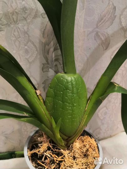 Орхид Одонтоглоссум