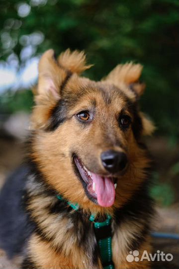 Красивый, ласковый, нежный щенок из приюта в дар