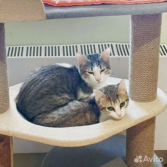 Прелестные котятки в добрые ручки