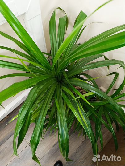 Хлорофитум панданус