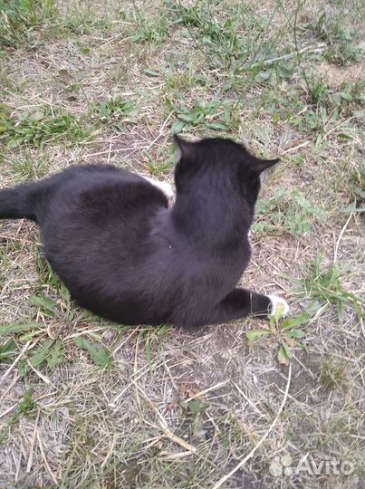 В добрые ручки кошечка