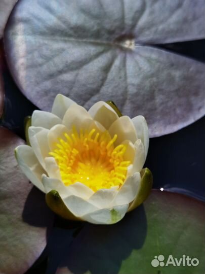 Нимфеи для пруда