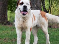 Сенбернар Бусинка - большая сердечная собака